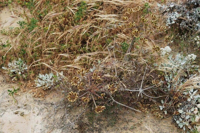 Lomatium Inselbewohner 4