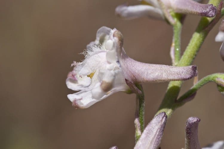 Speronella di Hansen 2