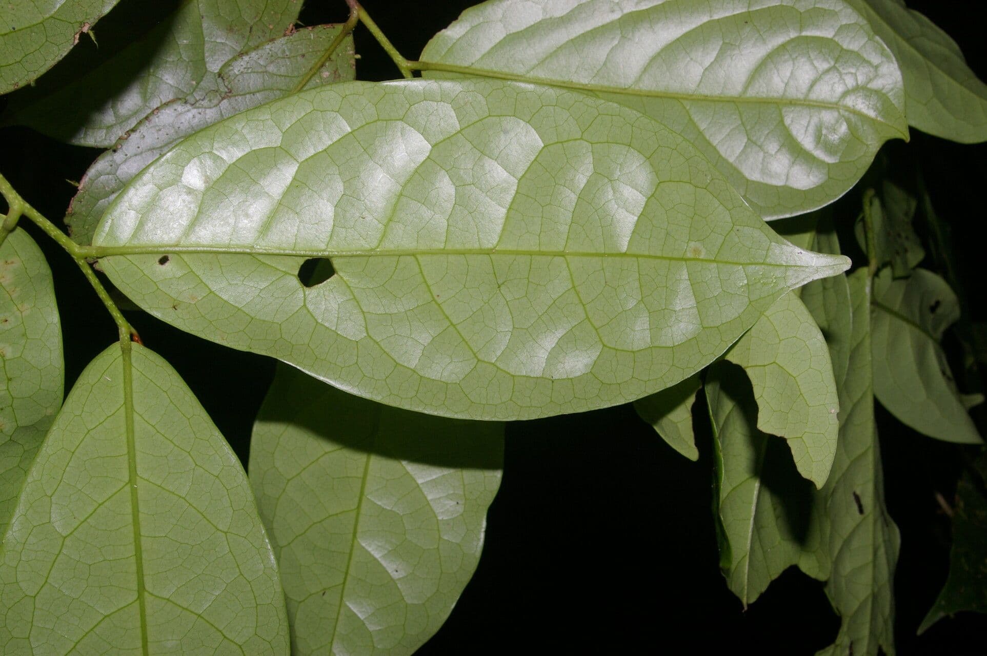 Desmopsis 12