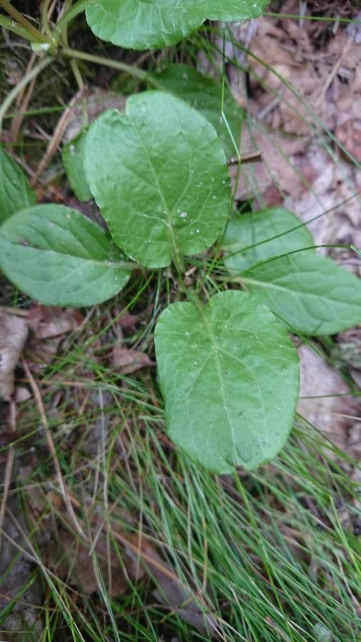Piroletta minore 19