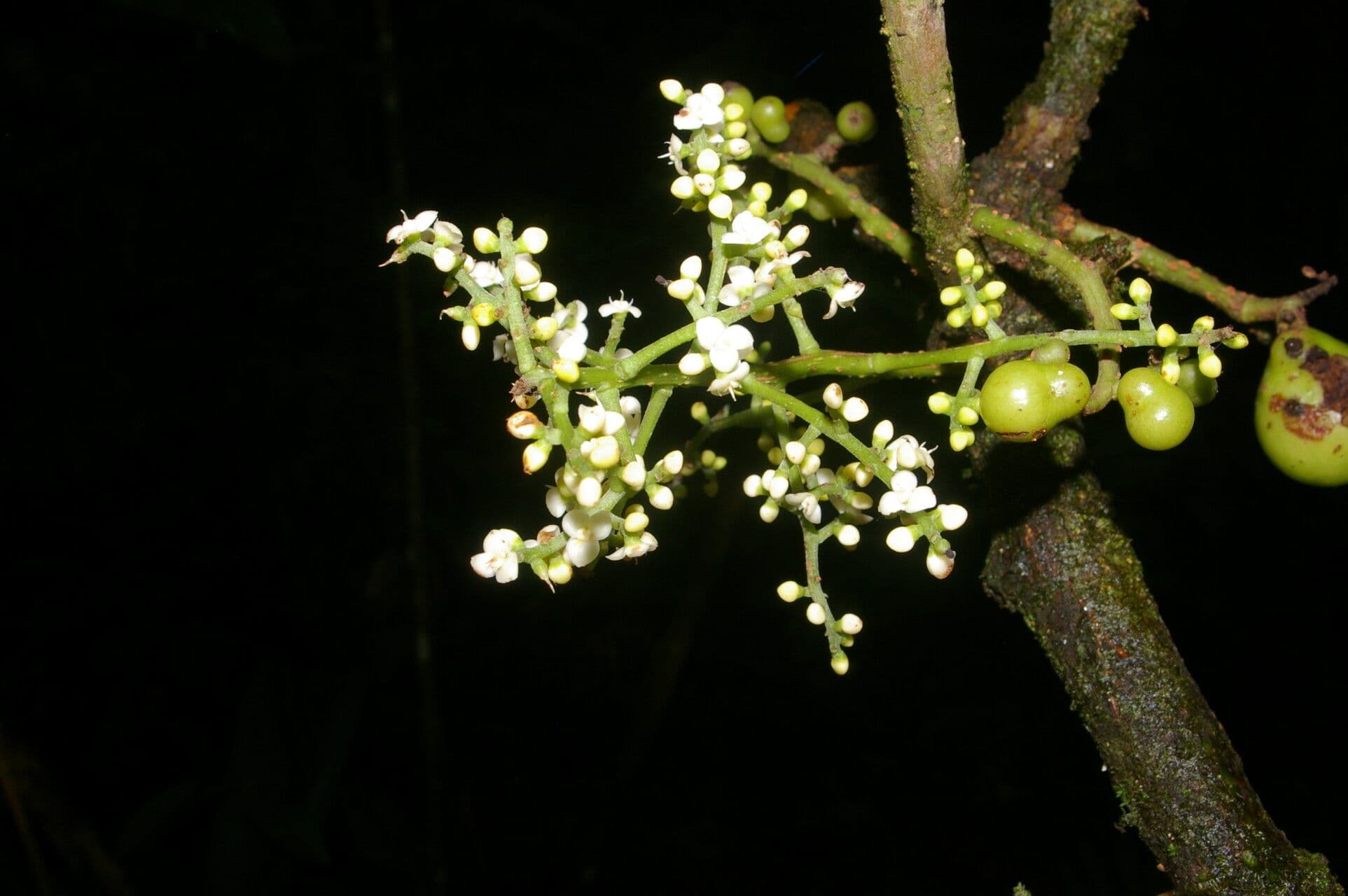 Meliosma 9