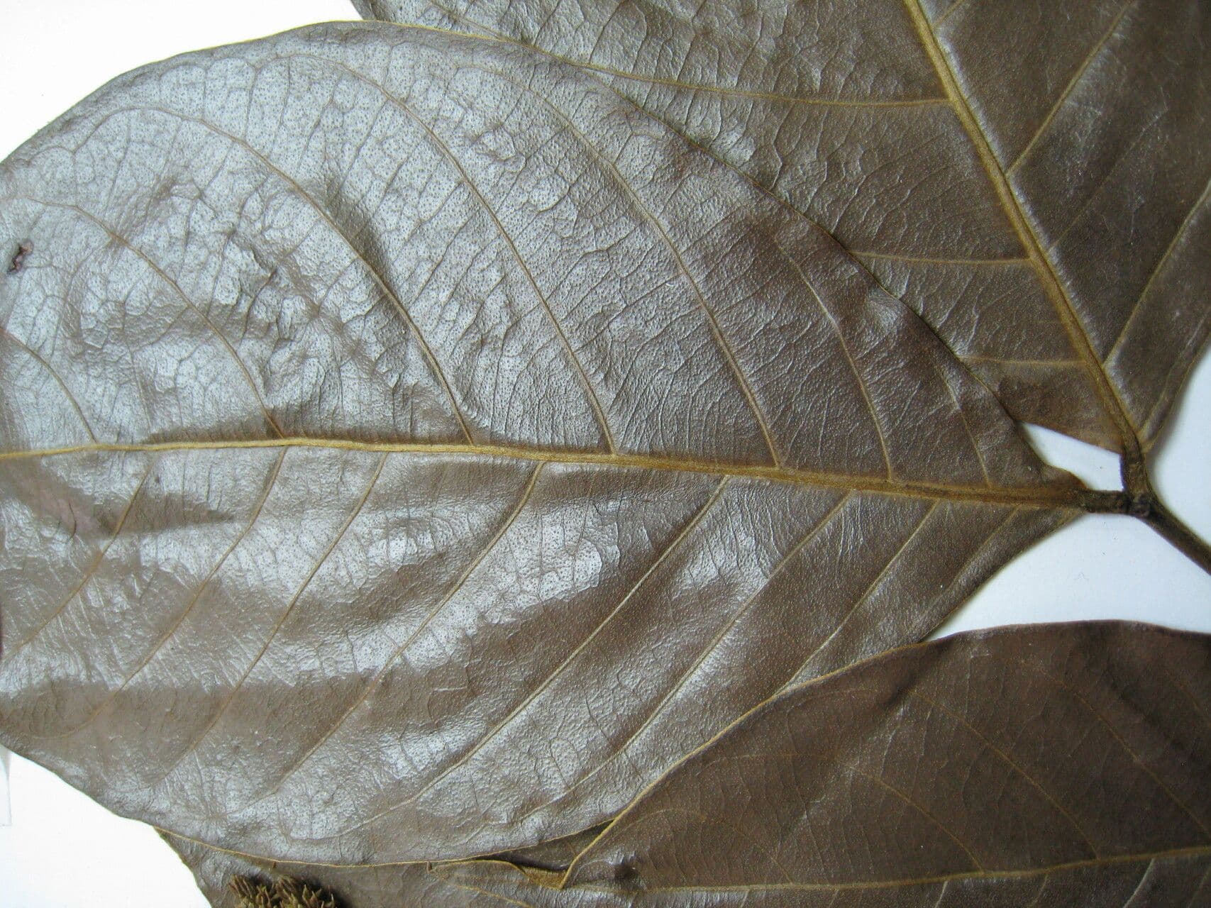 Inga 23