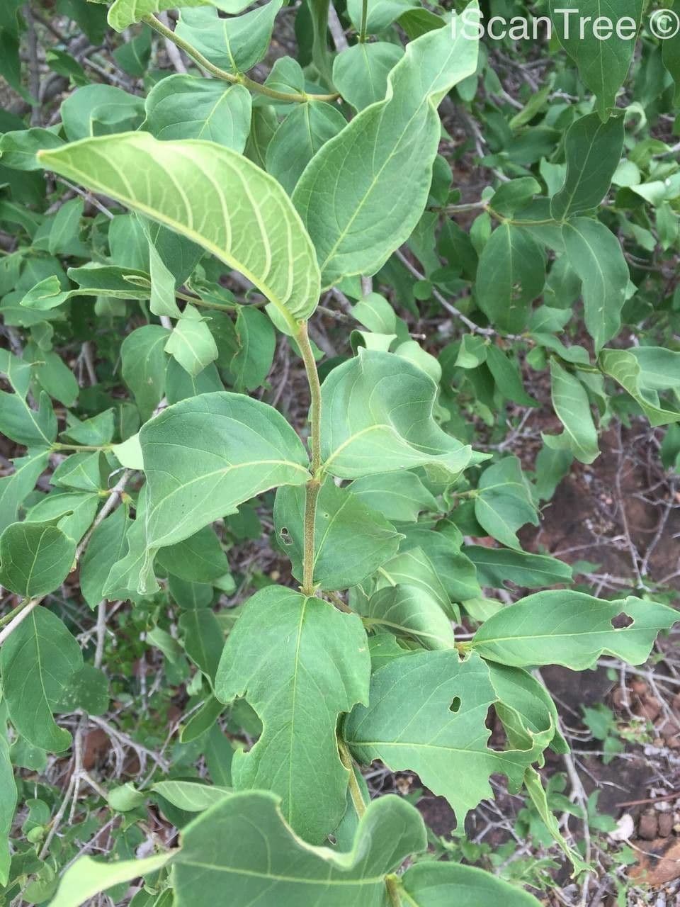 Vangueria 7