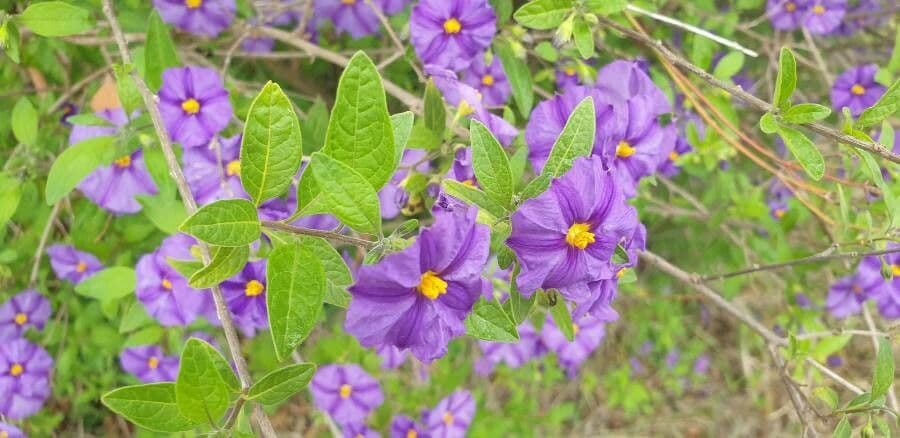 Lycianthes lycioides 5