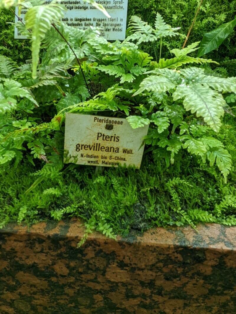 Pteris Greville'a 4