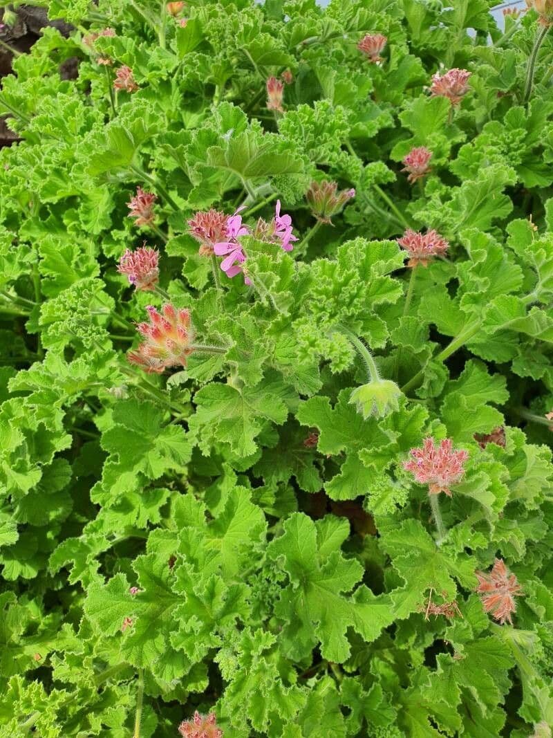 Geranio capitatum 5