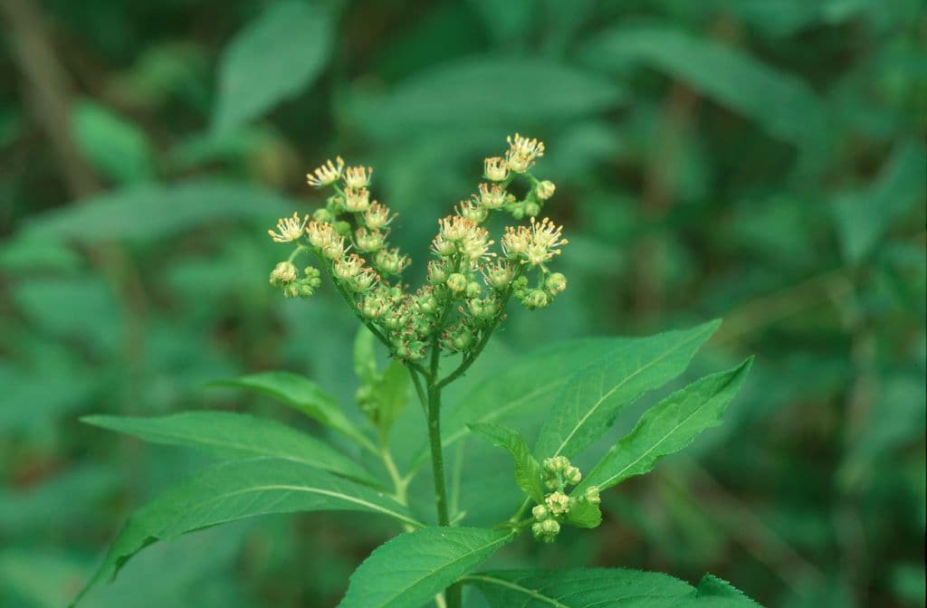 Penthorum sedoides 11