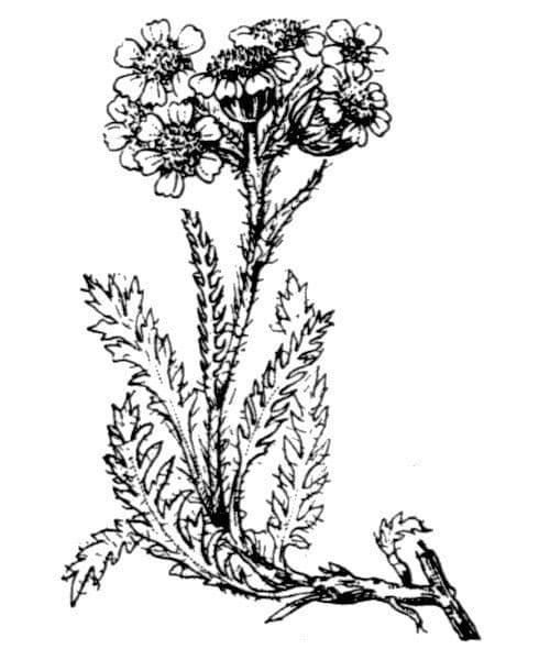 Zwerg-Schafgarbe 22