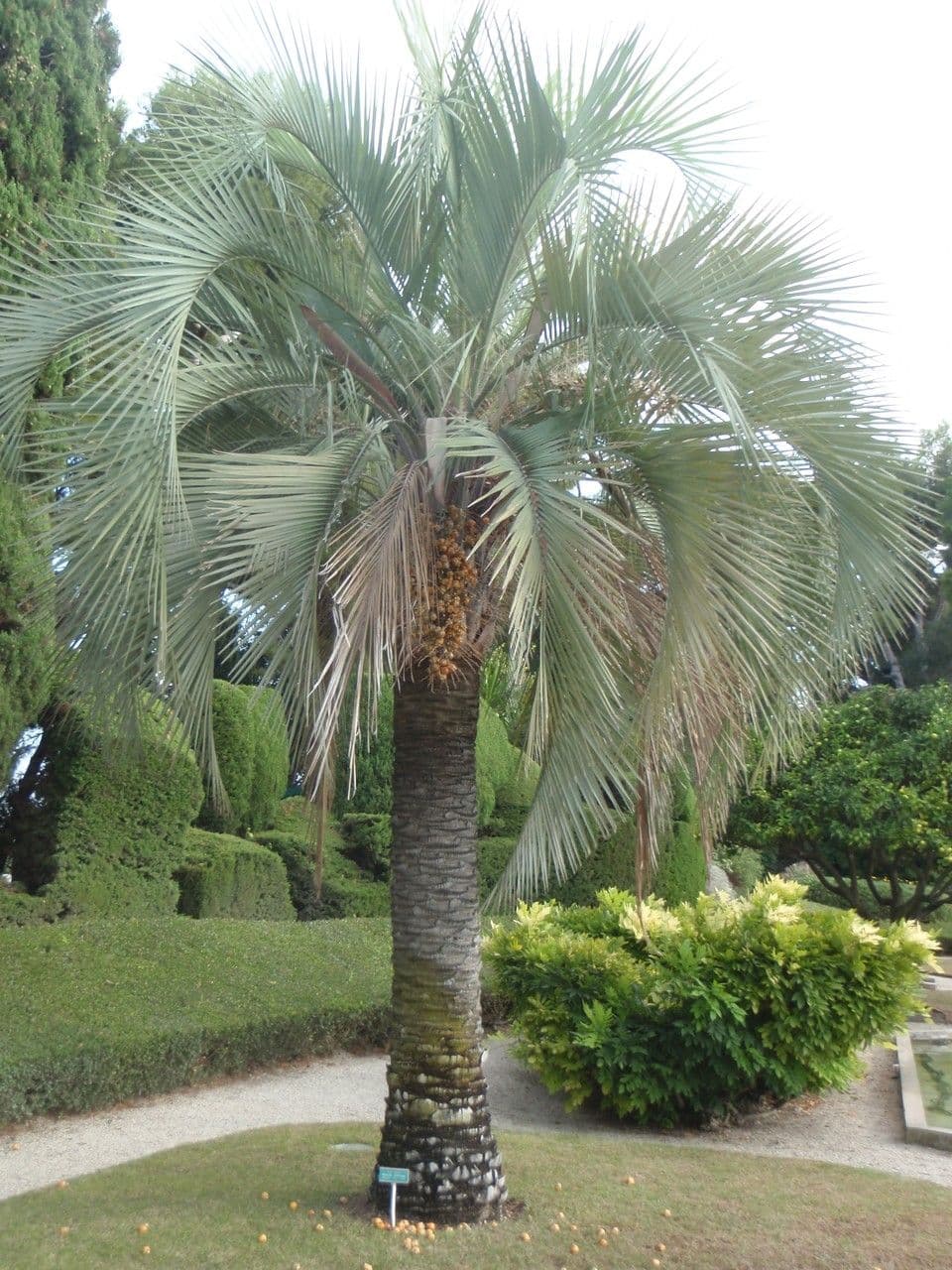 Pindó 6