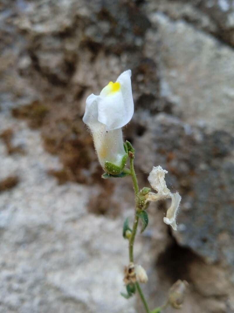 Gänsblume 4