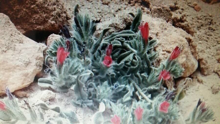 Echium angustifolium 16