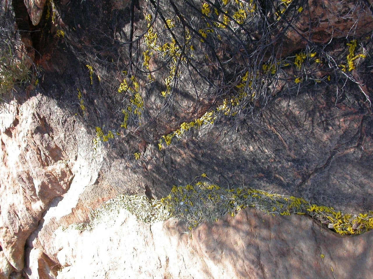 Acacia ligulata 4