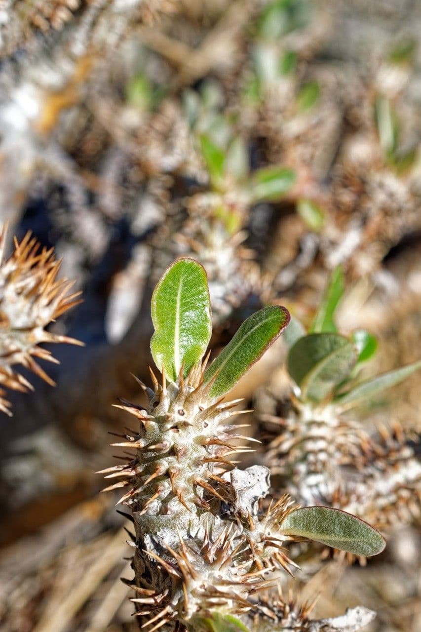 Pachypodium 7