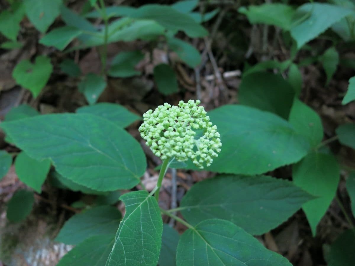 Hortenzie popelavá 2