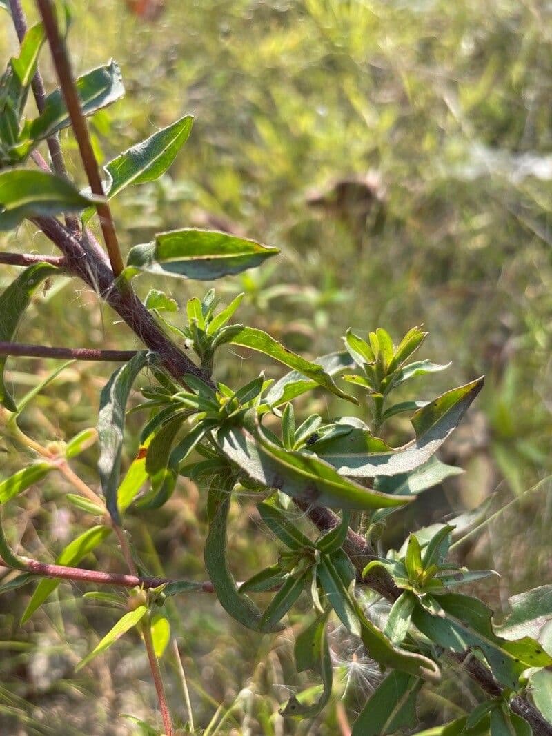 Chrysopsis mariana 11