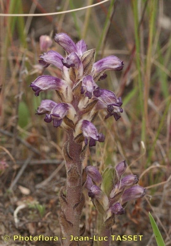 Australian broomrape 8