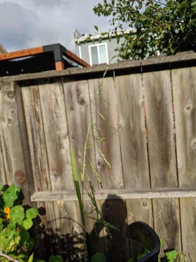 Aufrechte Ehrharta 15