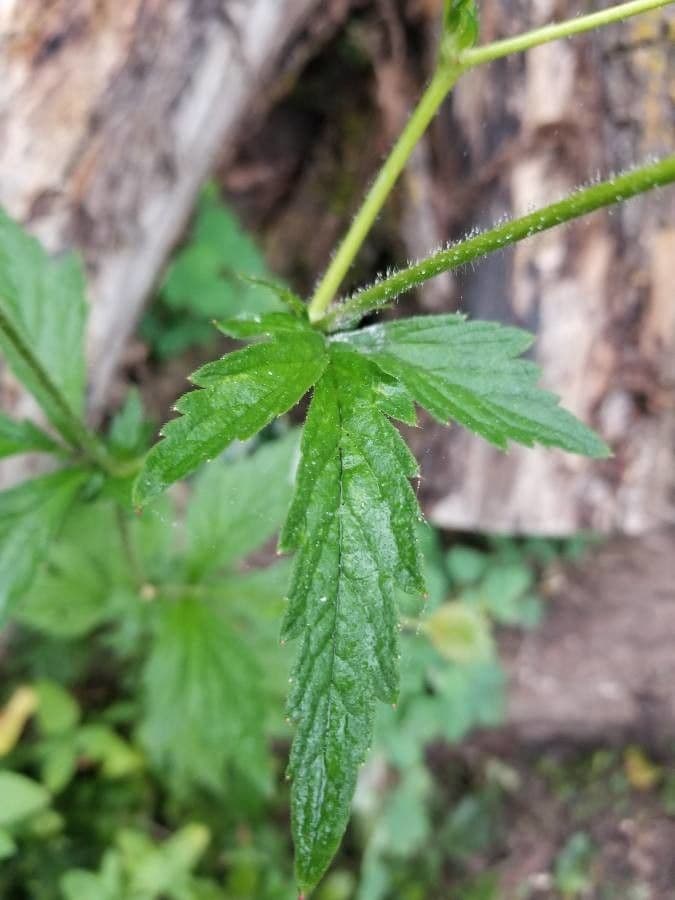 Geum de Alepo 19
