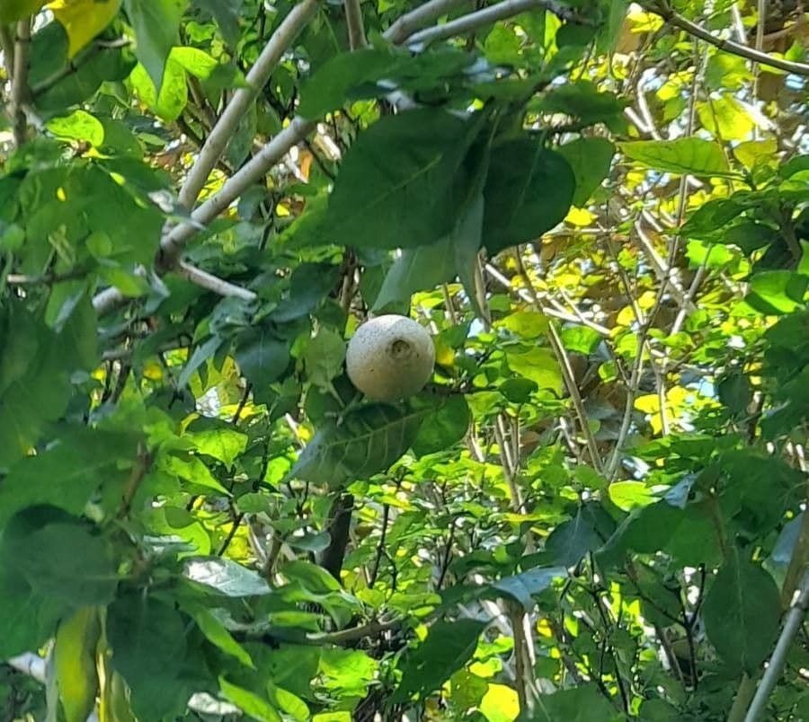 Gardenia 2