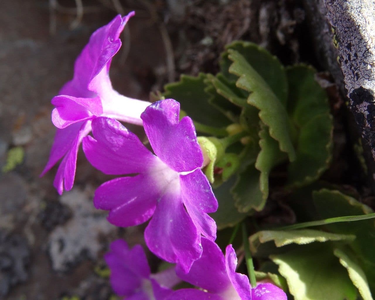 Primula hirsuta 6