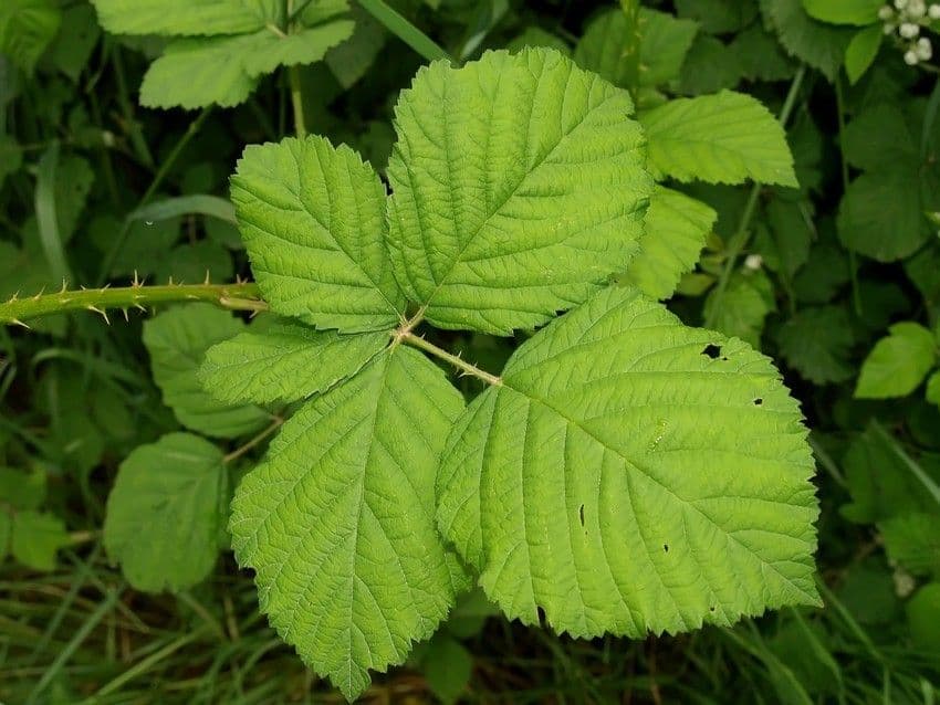 Bereifte Brombeere 16