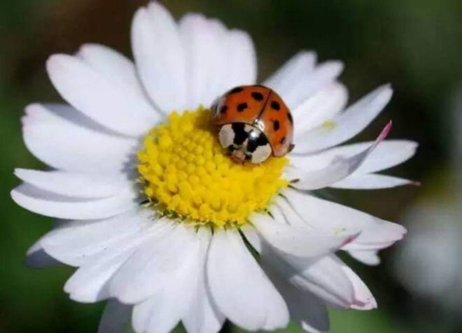 Margherita annuale 6