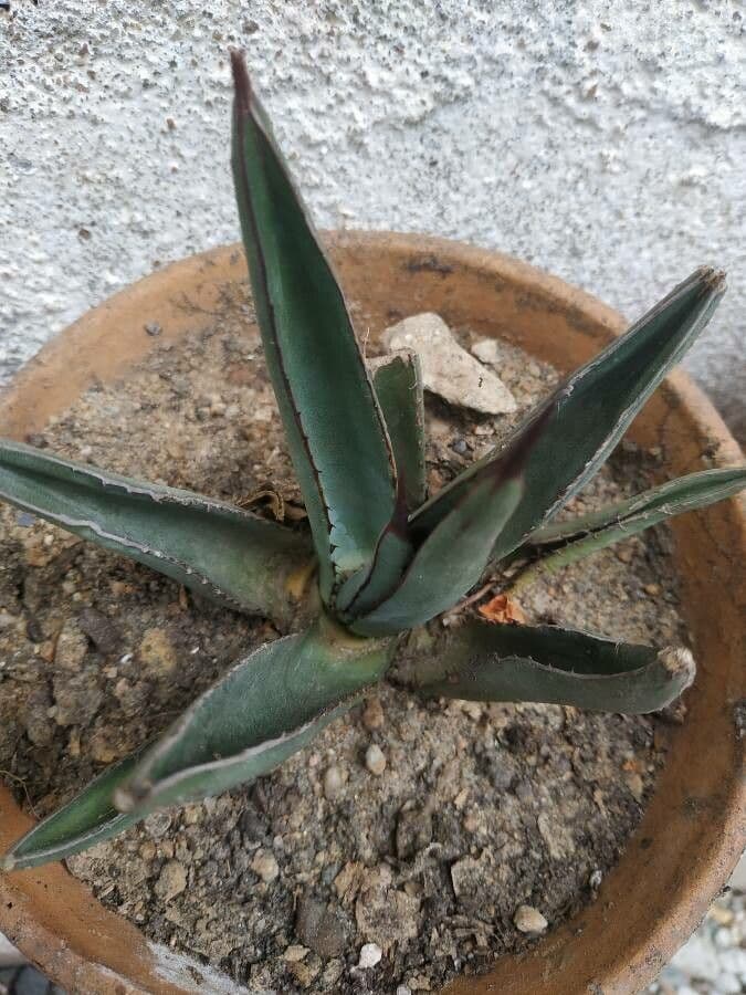 Agave 3