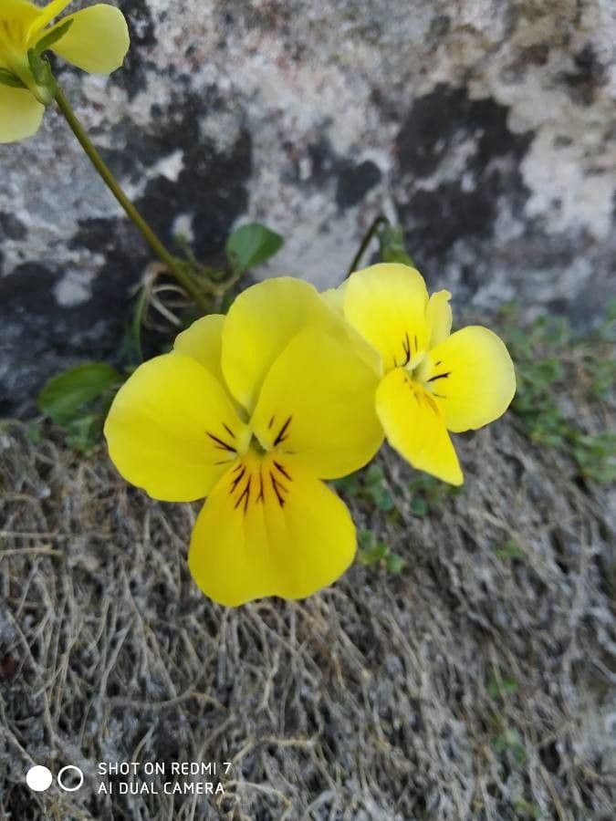 Viola 2