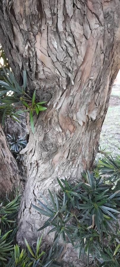 Podocarpus 10