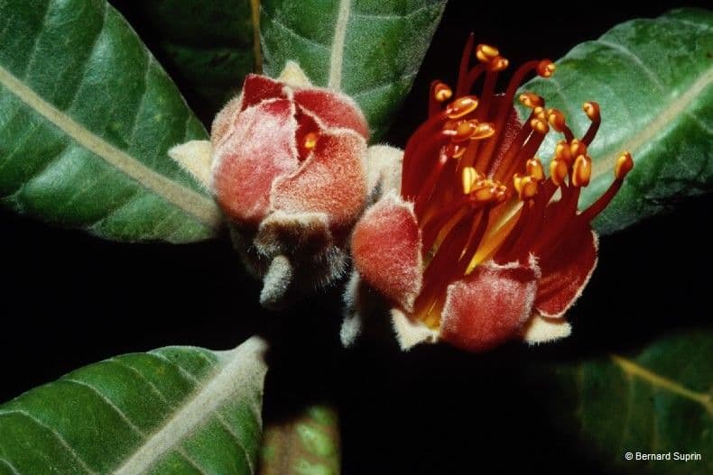 Xanthostemon 3