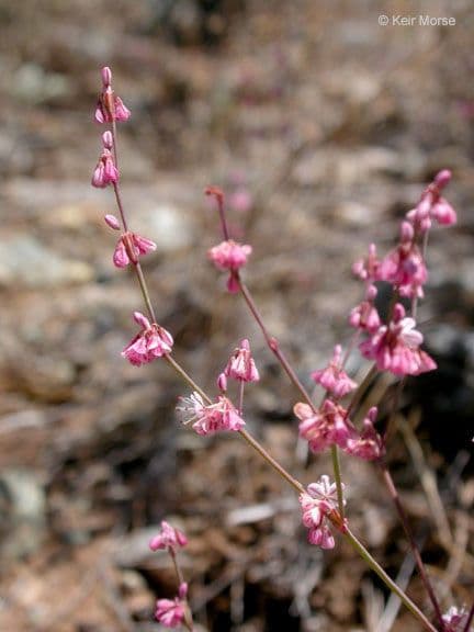 Ruten-Buckwheat 6