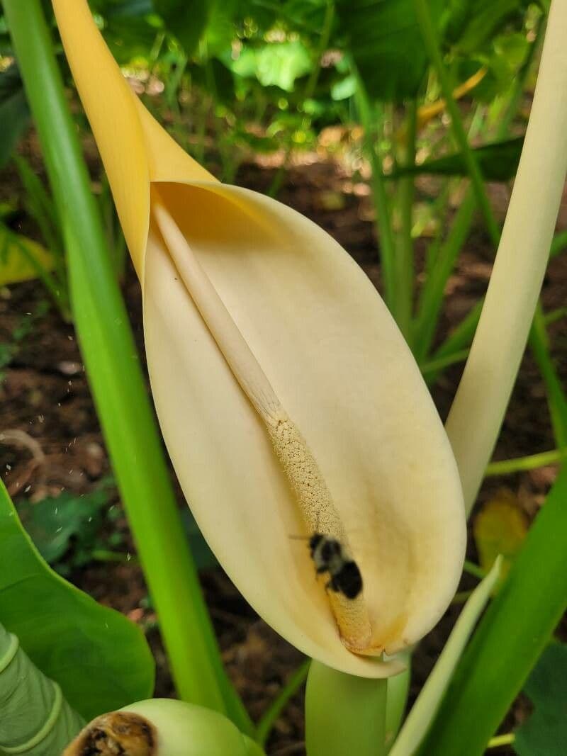 Taro 6