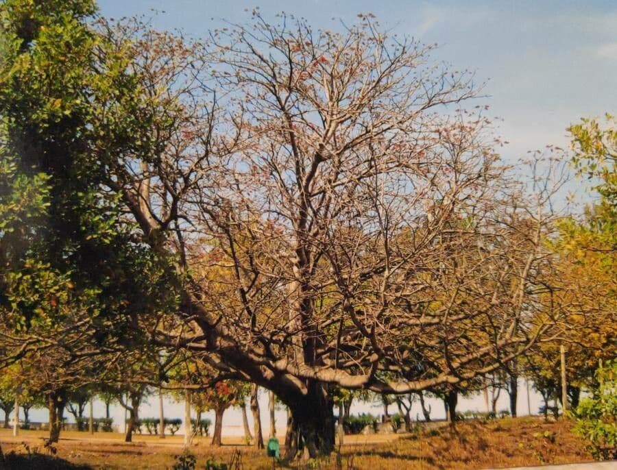 Albero corallo comune 14