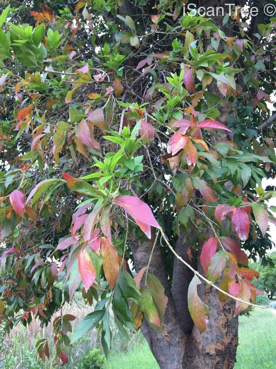 Combretum 4