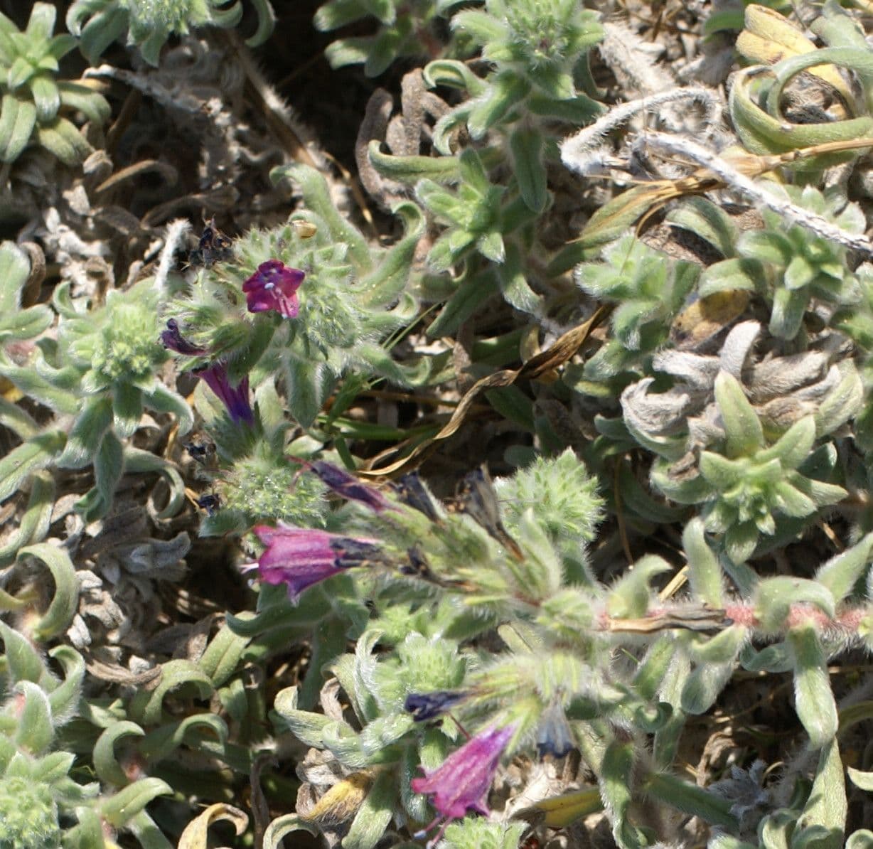 Echium angustifolium 10