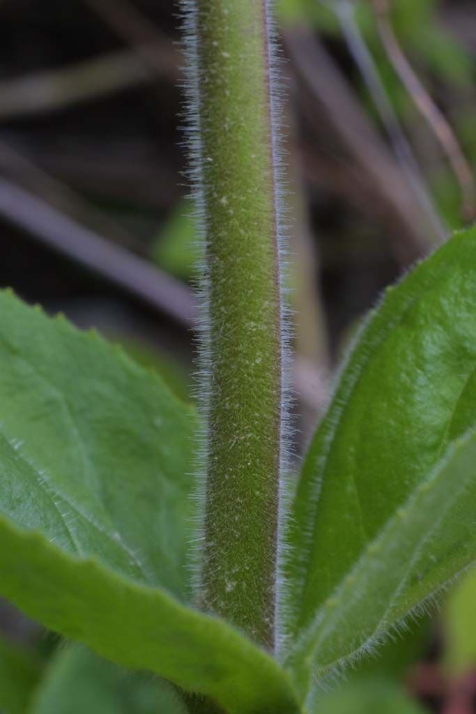 Penstemon 17