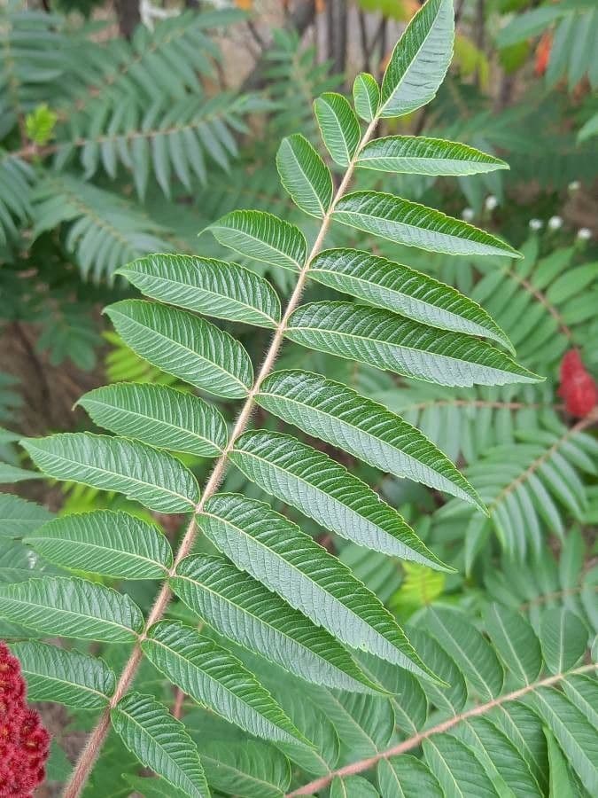 Essigbaum 18