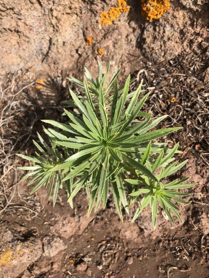 Echium 15