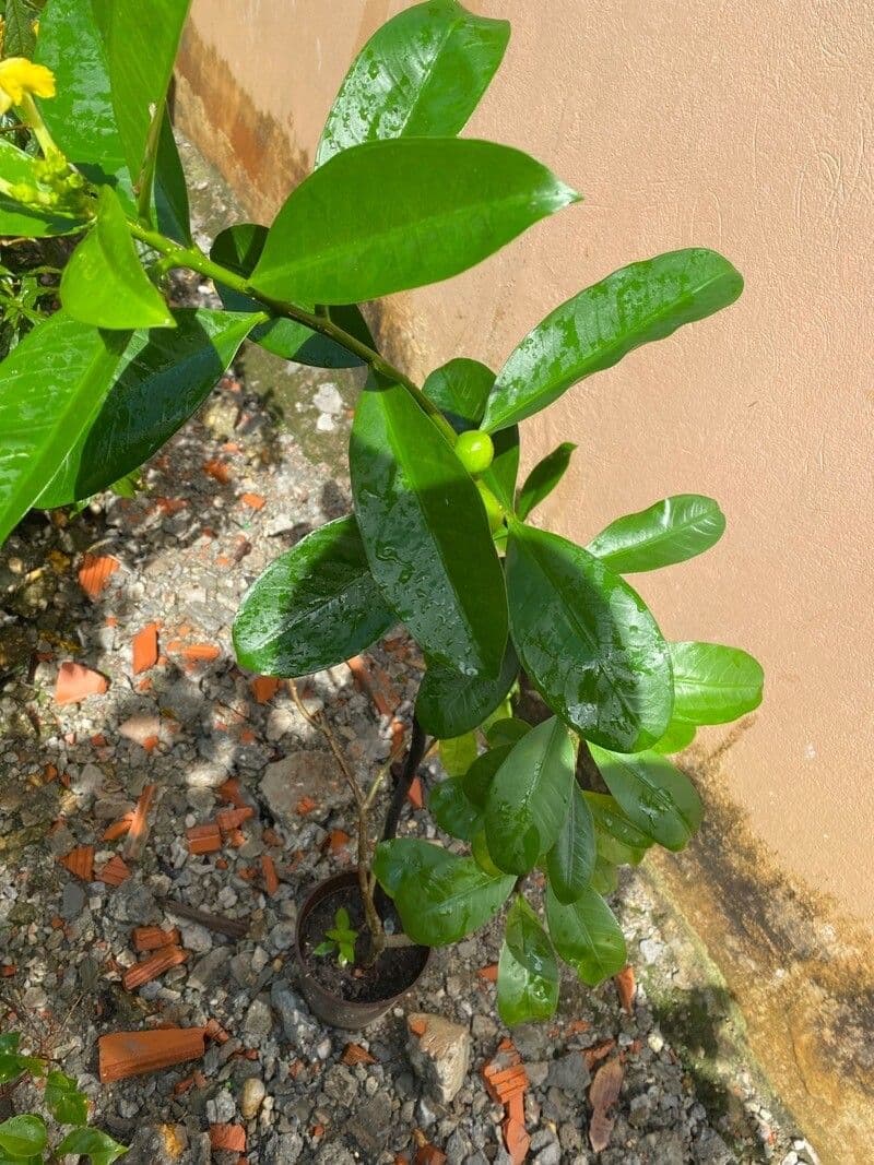 Cascabela gaumeri 8