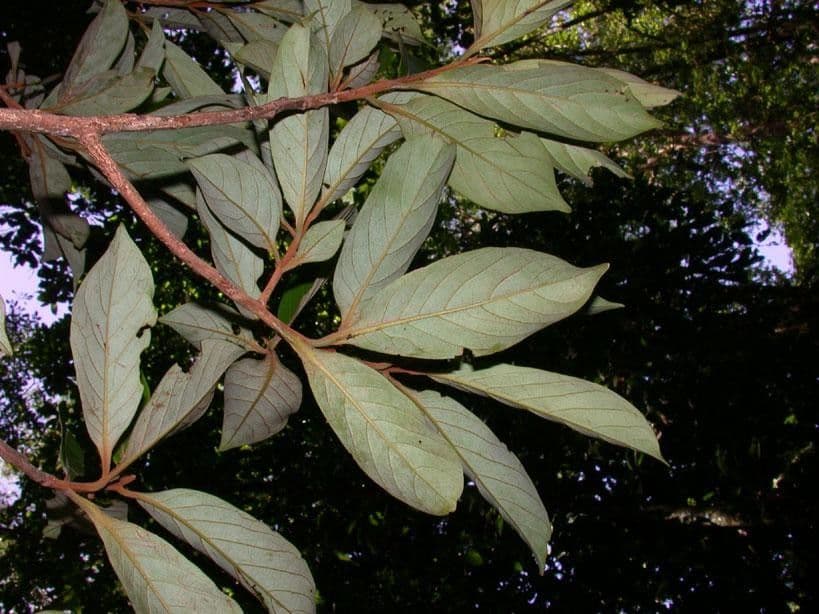 Ocotea 11