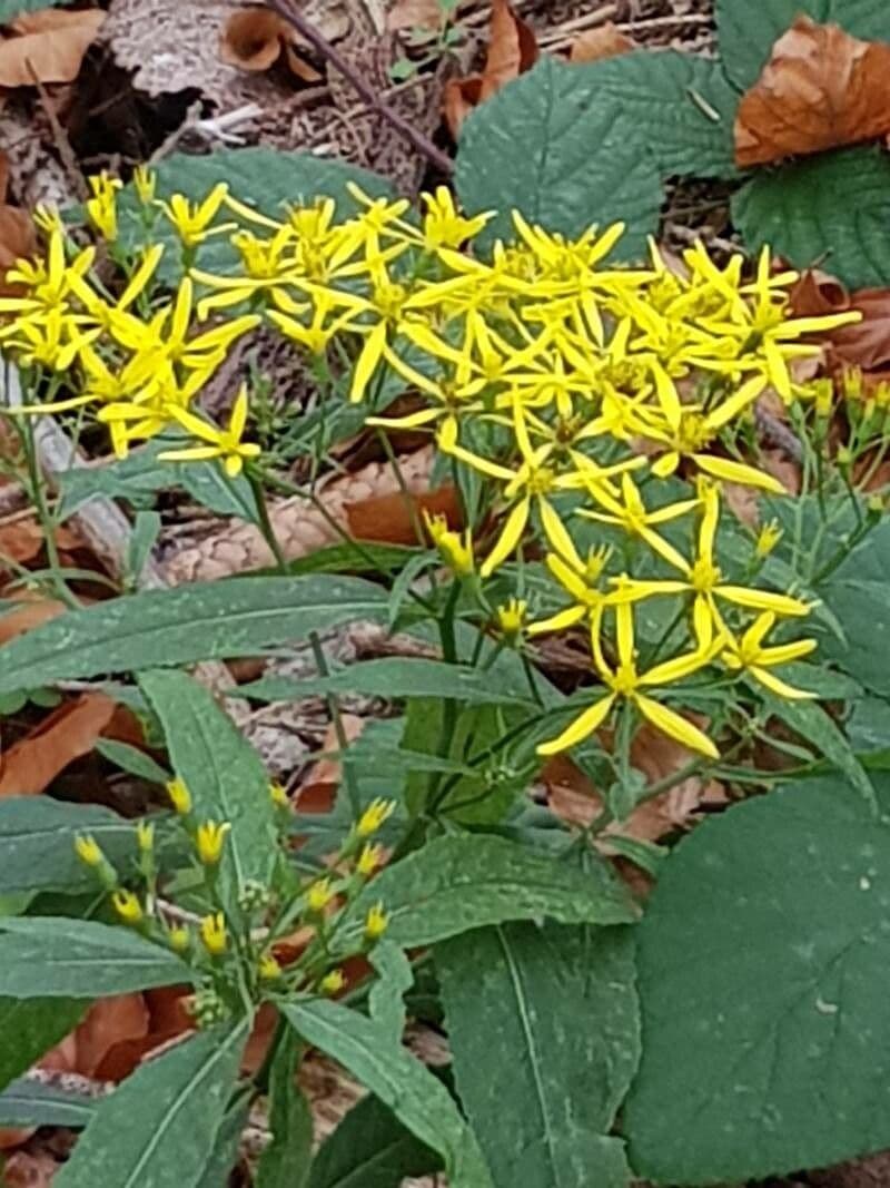 Senecio