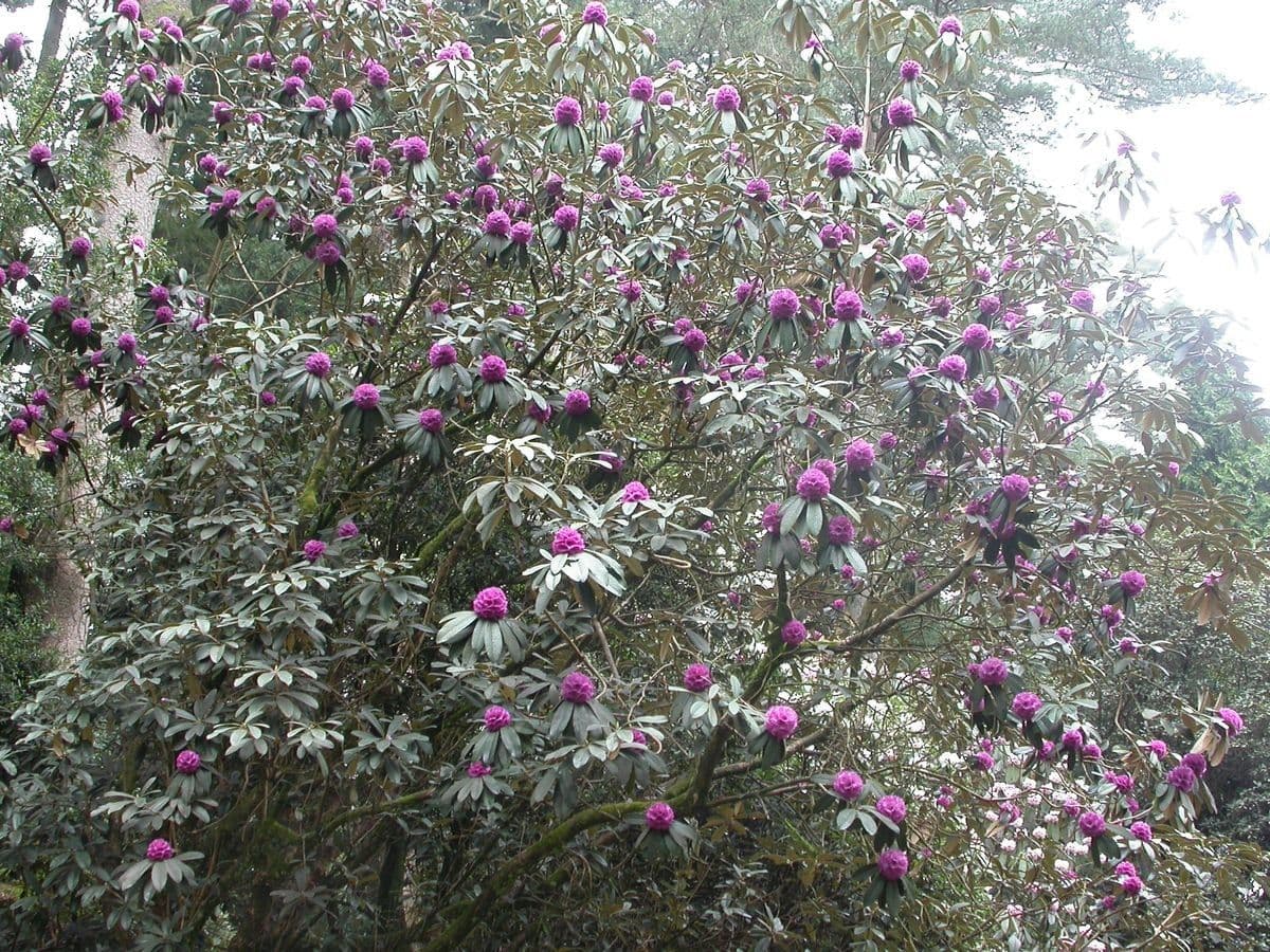 Różanecznik 9