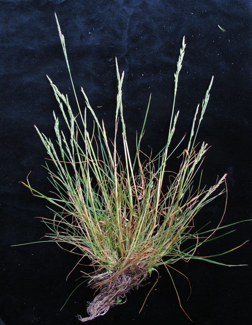 Mikołek