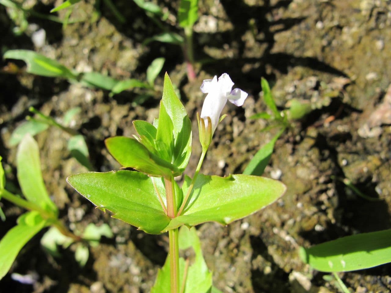 Lindernia 19