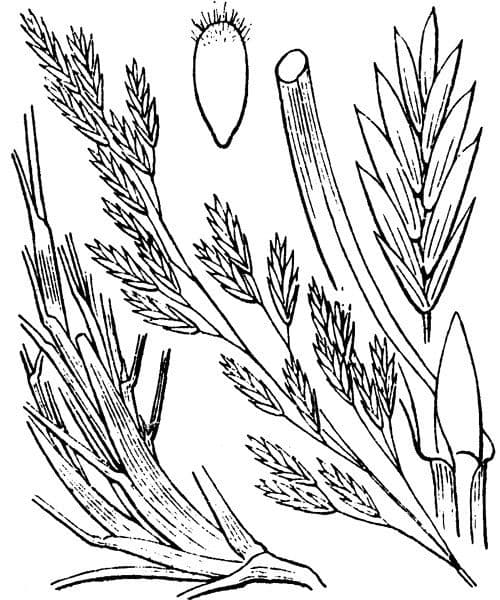 Pyrenäen-Schwingel 22