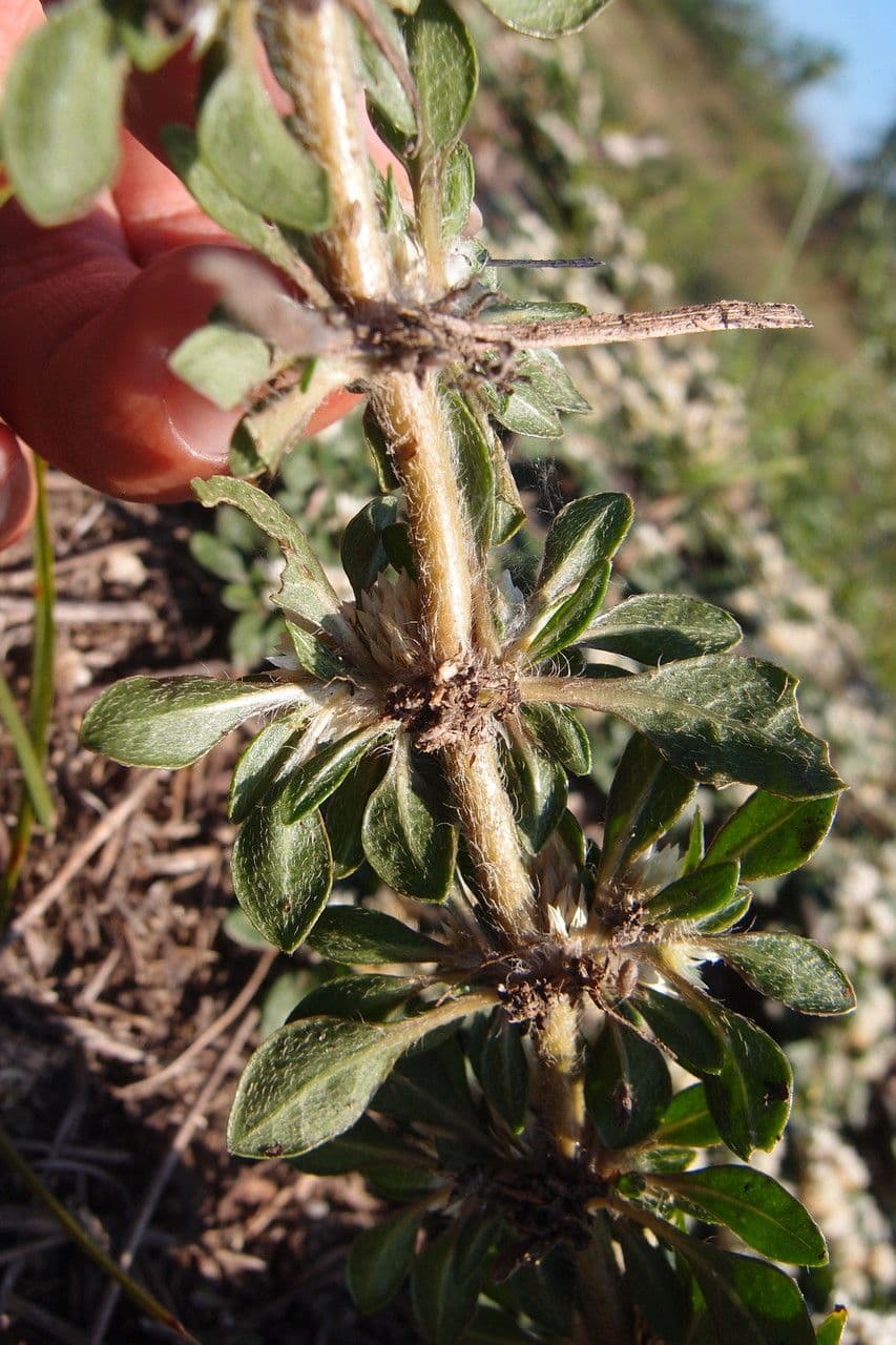 Glatte Bodendecker-Amaranth 10