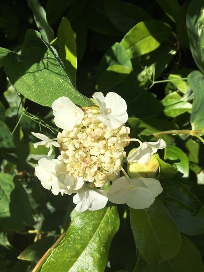 Hortenzie 2