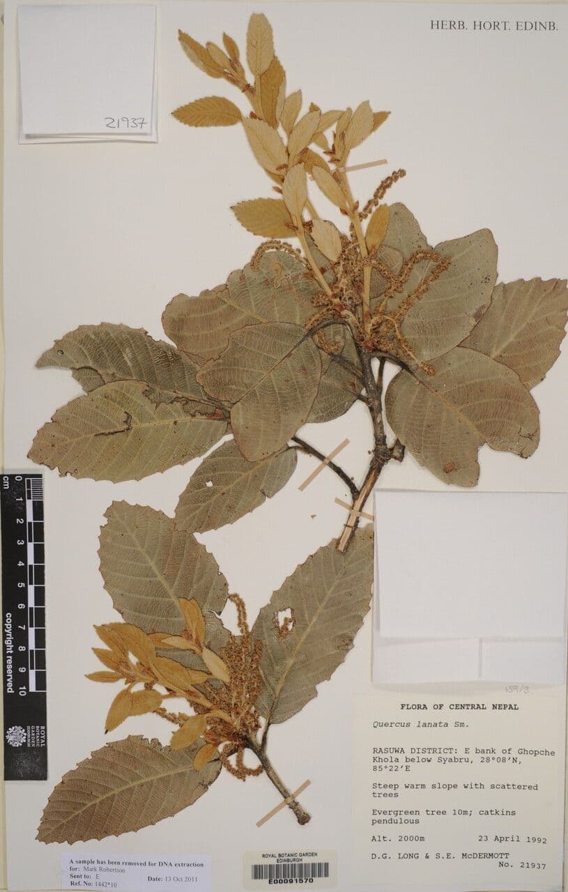 Quercia