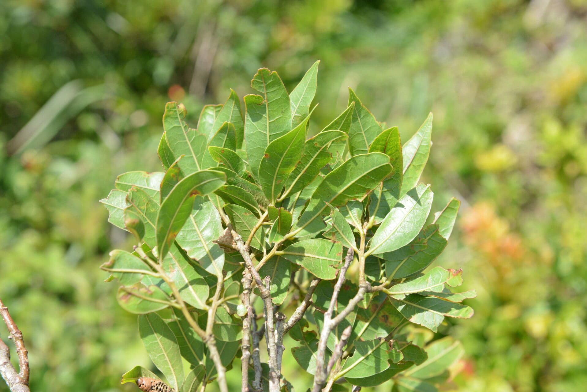 Quercia 9