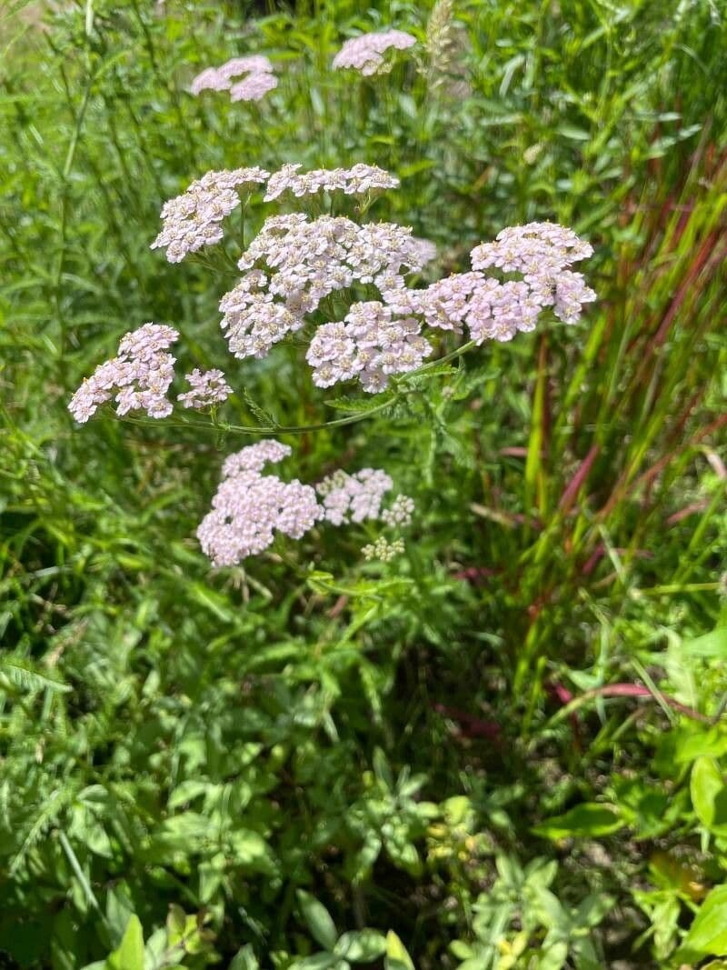 Achillea roseo-alba 8